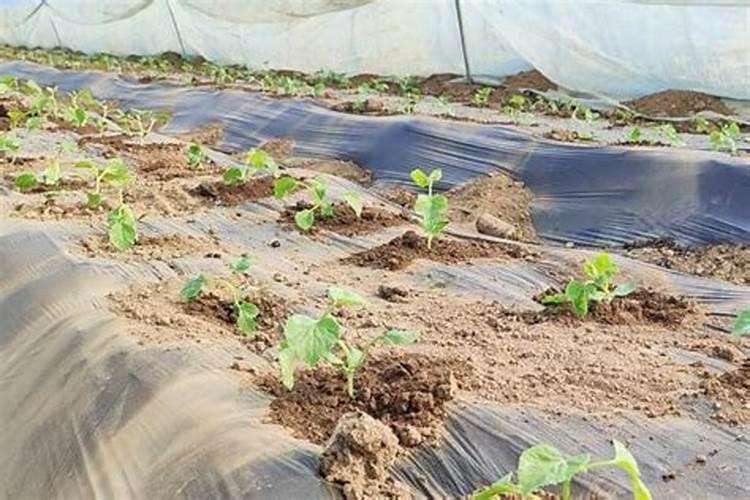 腐植酸肥料市场价格行情