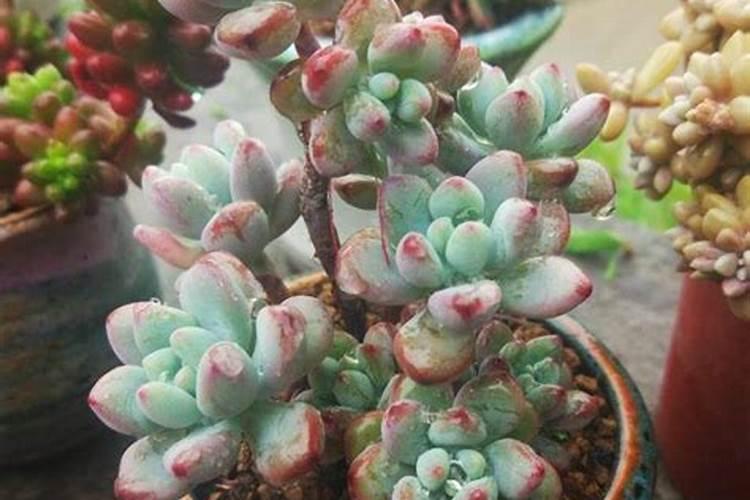 多肉怎样施肥又大又肥