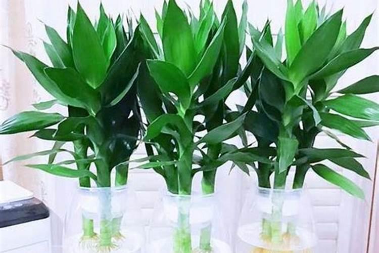 水养观音竹放过路旁冰箱上可以吗？