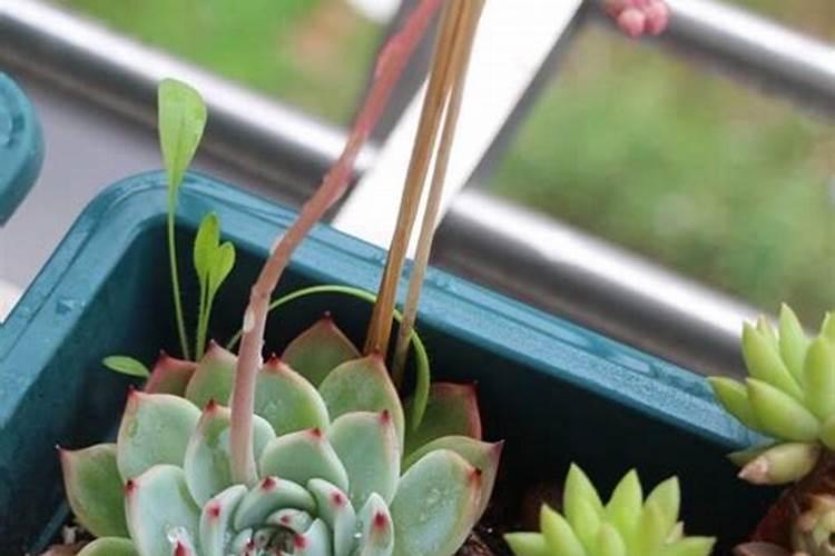 兰花叶面肥有哪些