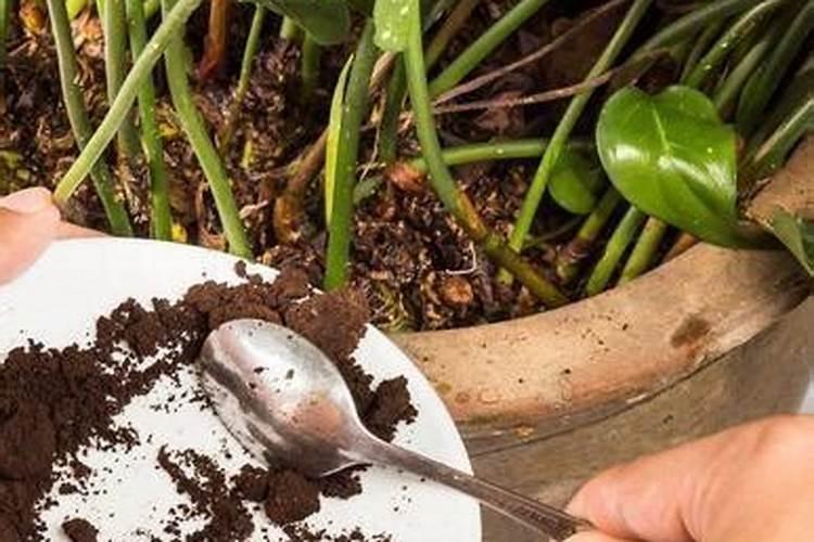 养花用什么肥料最好