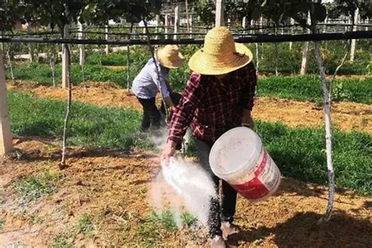 松树用什么肥料最好