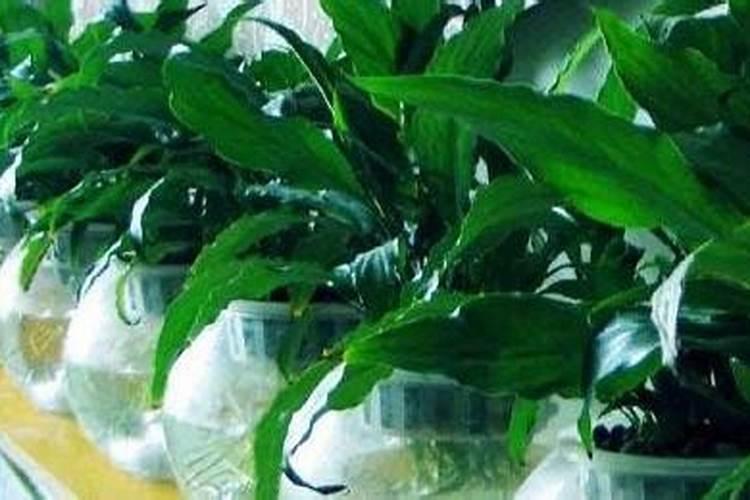 水培植物如何施肥 水培植物怎么施肥