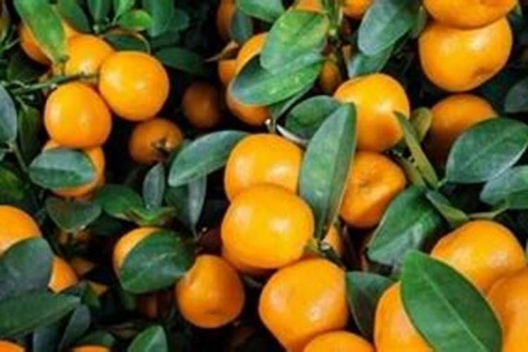 橘子树冬天施什么肥