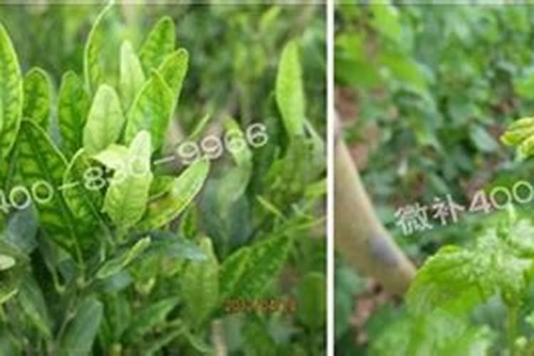 萃可多生物科技有限公司生产的3x18%的颗粒大量元素水流肥持效期多长...