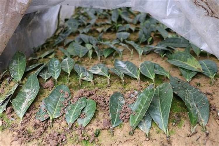 绿剑茶栽培后该如何管理？