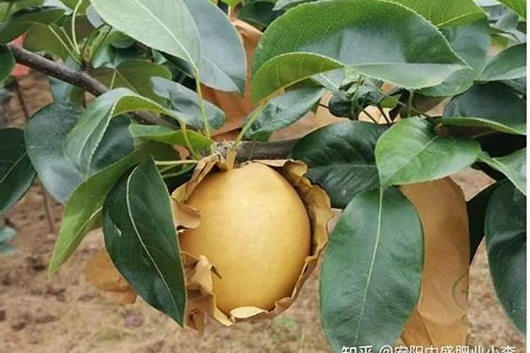 磷肥什么牌子好 磷肥有哪些牌子