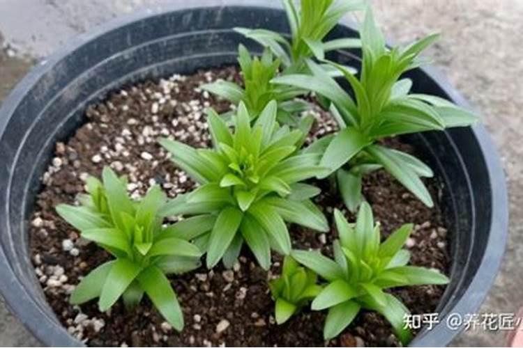 果树为什么要喷施叶面肥？叶面肥优势在哪里？