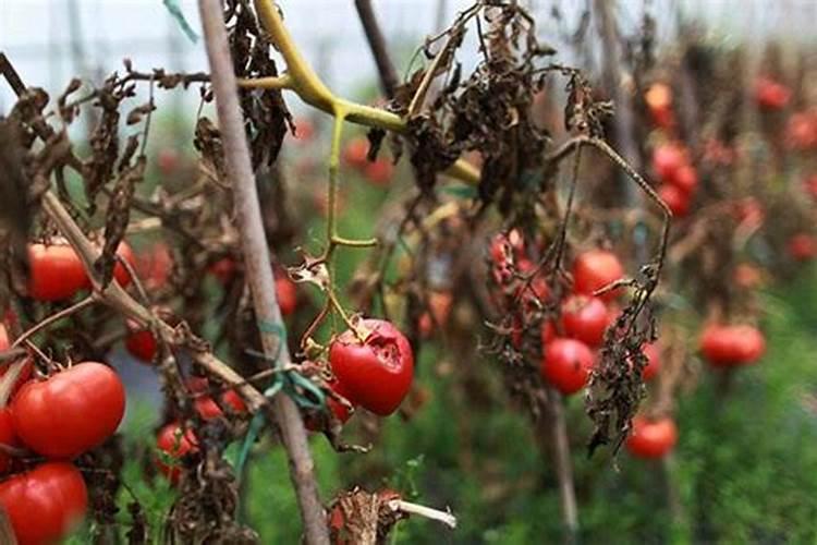 广西垂青旺财好水溶肥零售价是多少钱一桶？