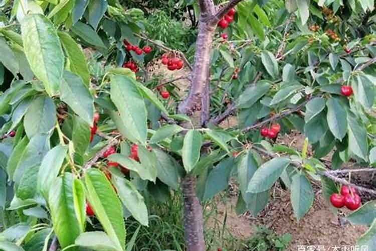 樱桃膨大期追施用的肥料？樱桃结果期用什么肥料产量高？
