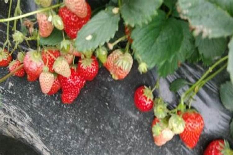 多肉夏天要不要施肥