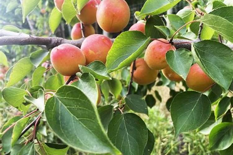 杏树的春季管理要点