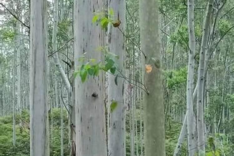 桉树“万元林”,到底施什么肥？