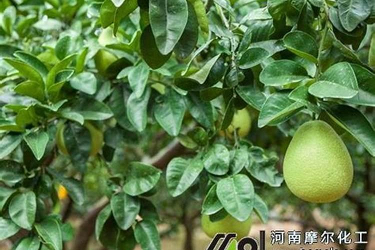 柚子开花期怎样施肥