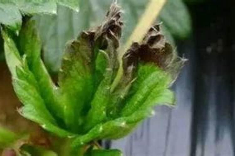 草莓叶子干枯怎么补救