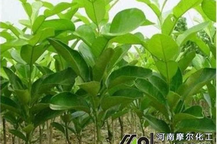 柚子树冬肥什么时候放 柚子树冬肥的肥料配比