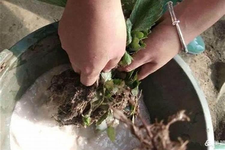 植物生根有专用叶面肥吗？生根剂可以直接浇灌吗？