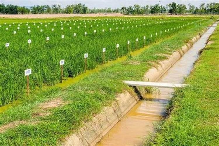 新型还田肥地方法:沼液还田,减少投入又环保!