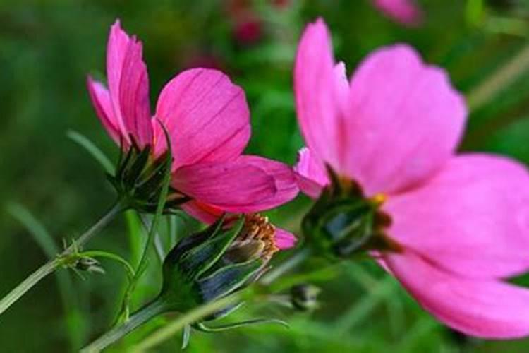 格桑花需要施什么肥料