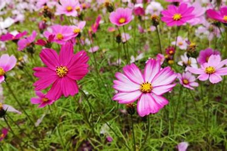 格桑花怎么浇水施肥