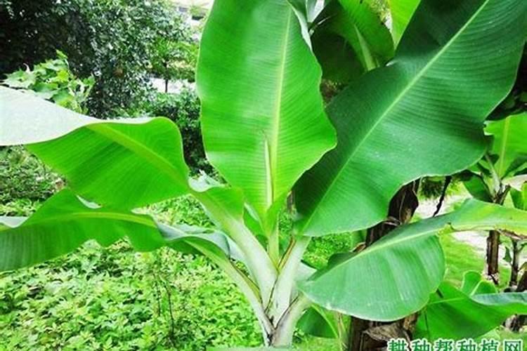 硅肥是碱性还是酸性肥料