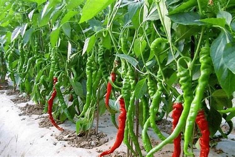 辣椒不能施什么肥