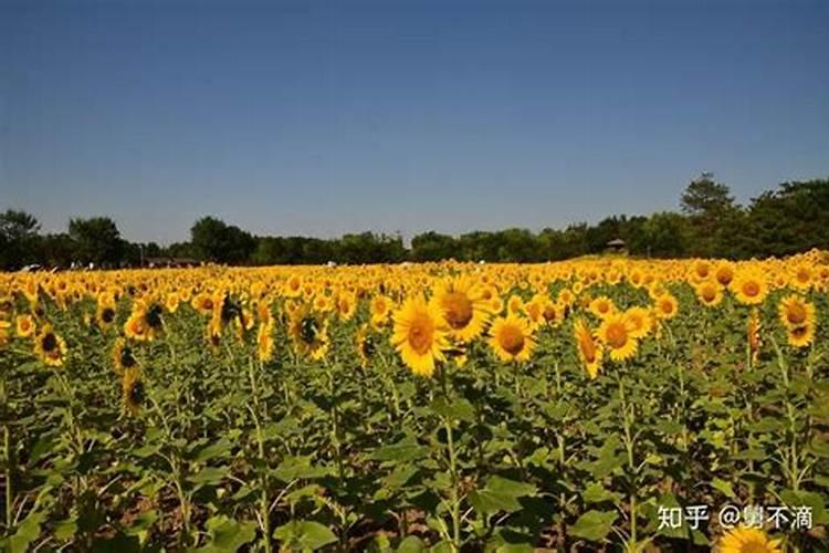 玩具熊向日葵施肥后可以马上浇水吗花卉百科