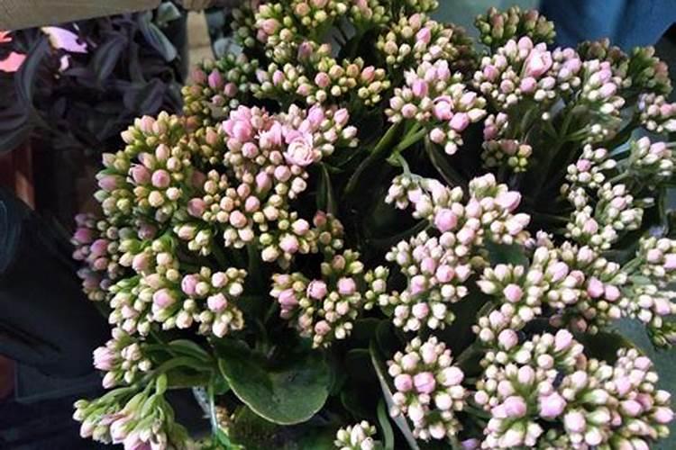 长寿花花苞期间怎么养护