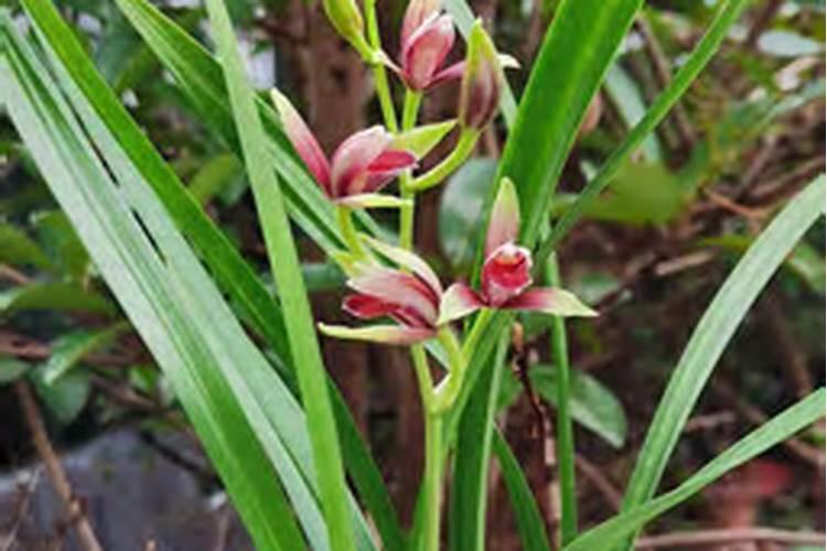 腐植酸钾大客户采购渠道有哪些