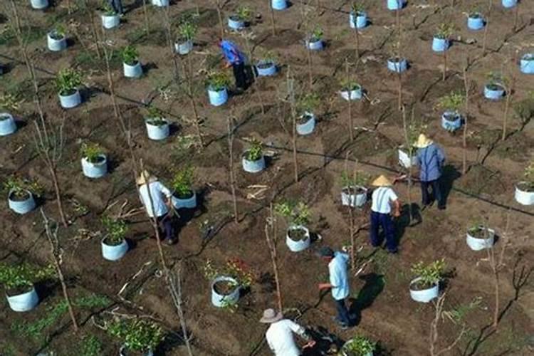 花开的时候施什么肥最好？