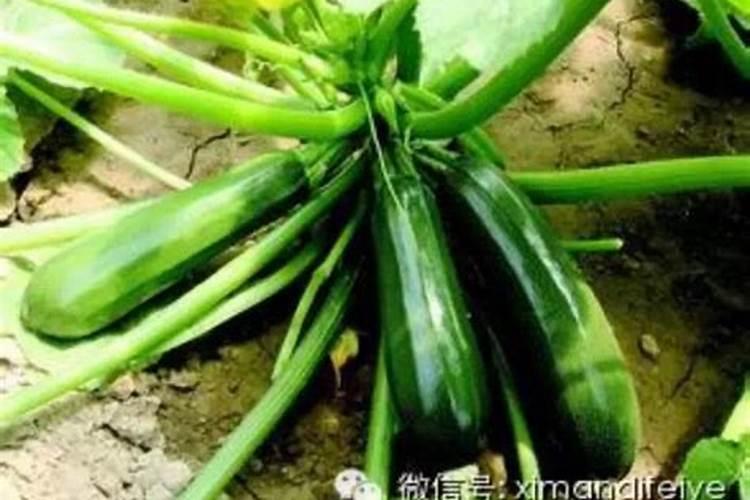 西葫芦病毒病都有哪些表现症状？该如何采取防治措施呢？