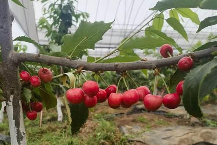 定植樱桃树时可以施肥吗