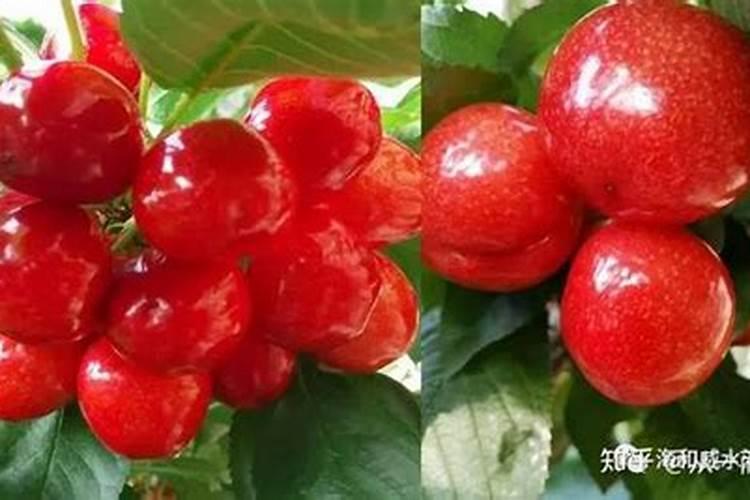 栽樱桃树需要施什么肥料