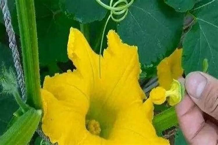 南瓜只开花不结果