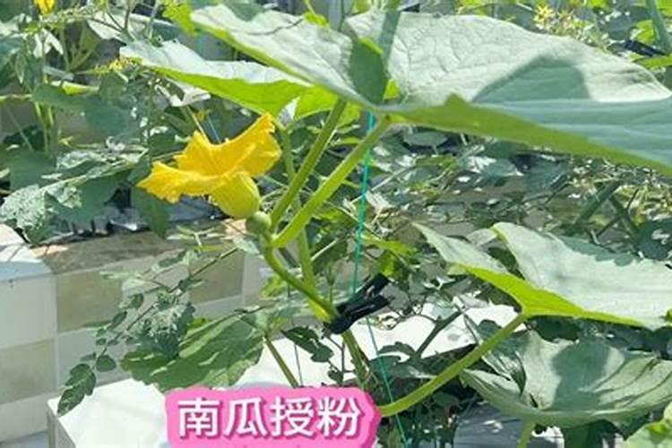 南瓜长蔓不结果是什么肥料多了？