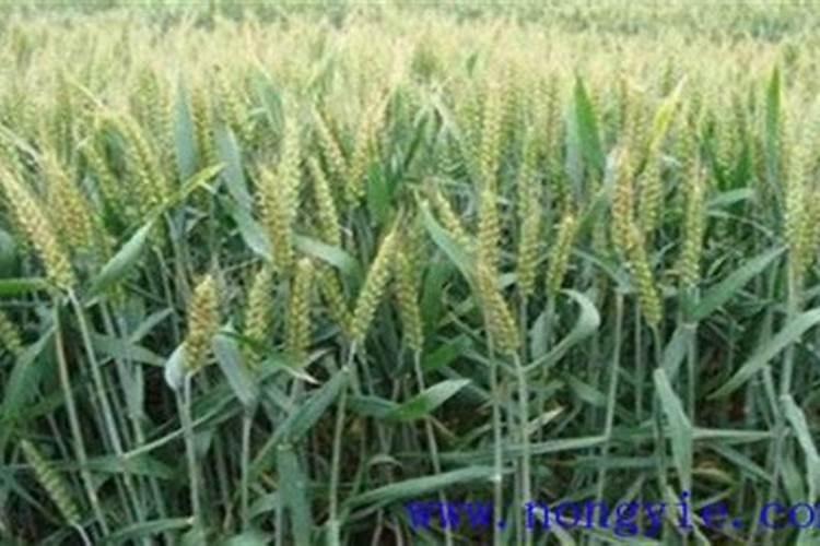 维尔利 加加食品 7月3日市场简评