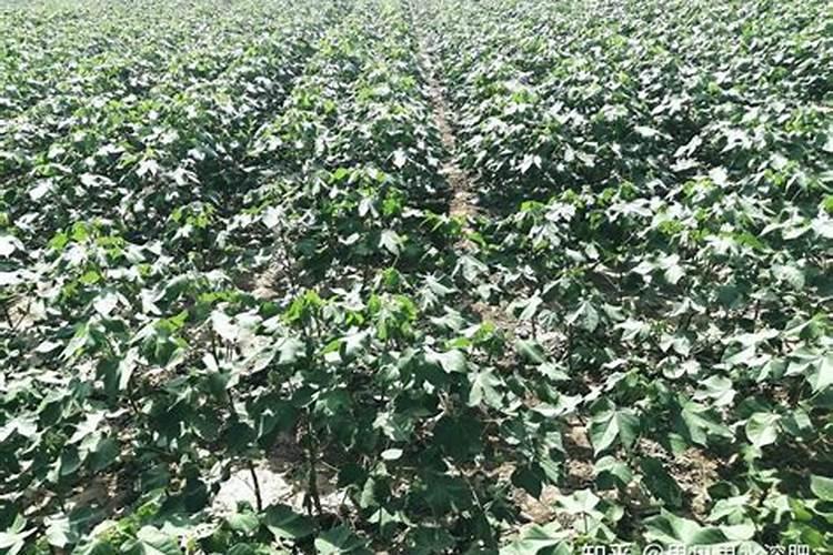 果树补钙用什么肥？补钙黄金期来了