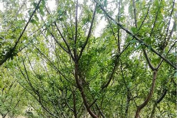 大豆荚多宝使用方法