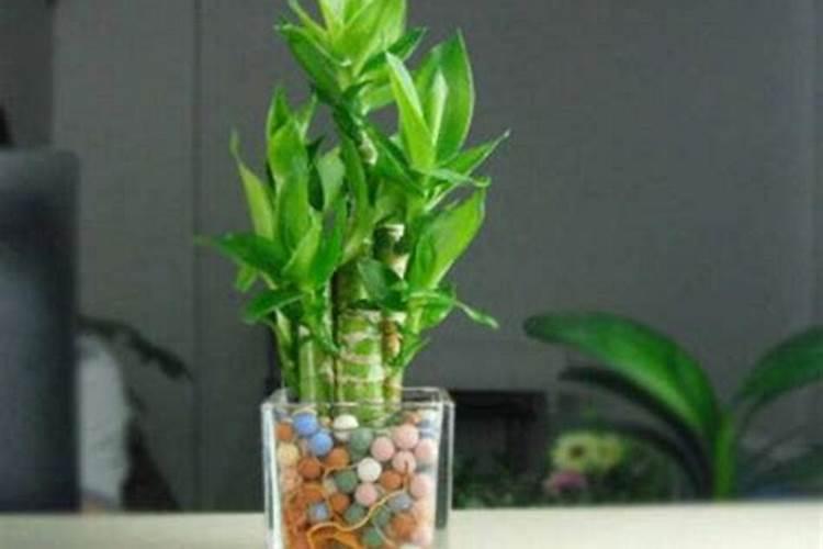 玉树施什么肥好,玉树怎么养才能长得快