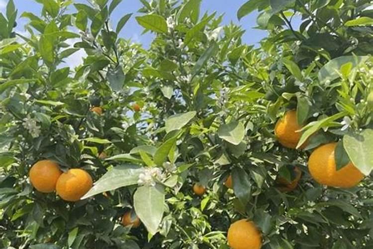 桉树“万元林”,到底施什么肥？