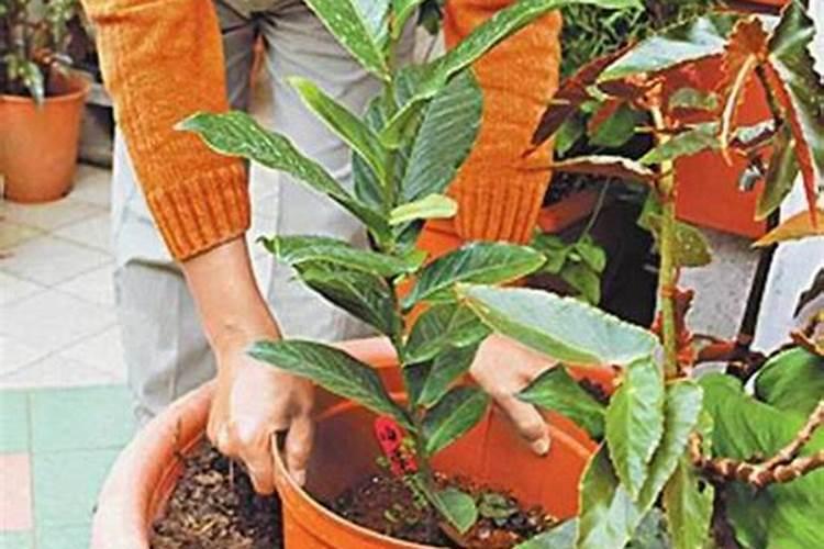早上施肥好还是晚上 早上施肥好还是晚上施肥好