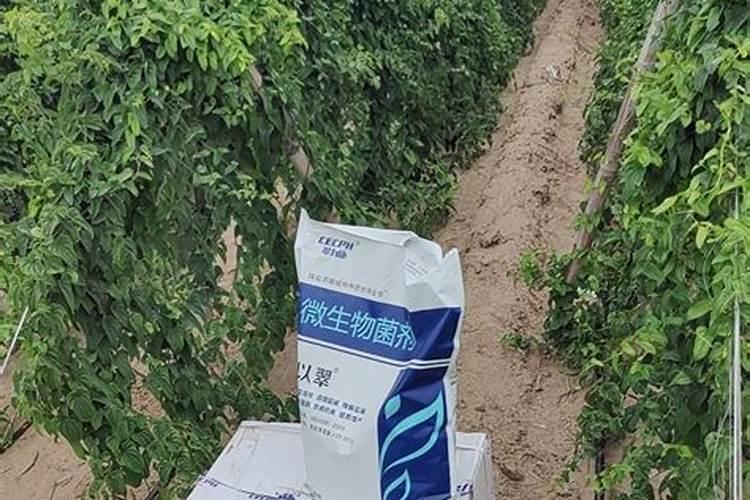 南瓜为什么结果了就黄掉了