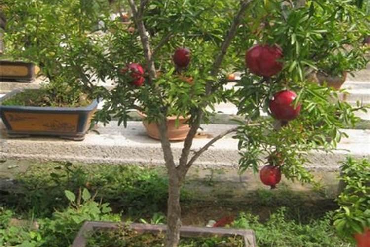 樱桃树种植技术及病害防治