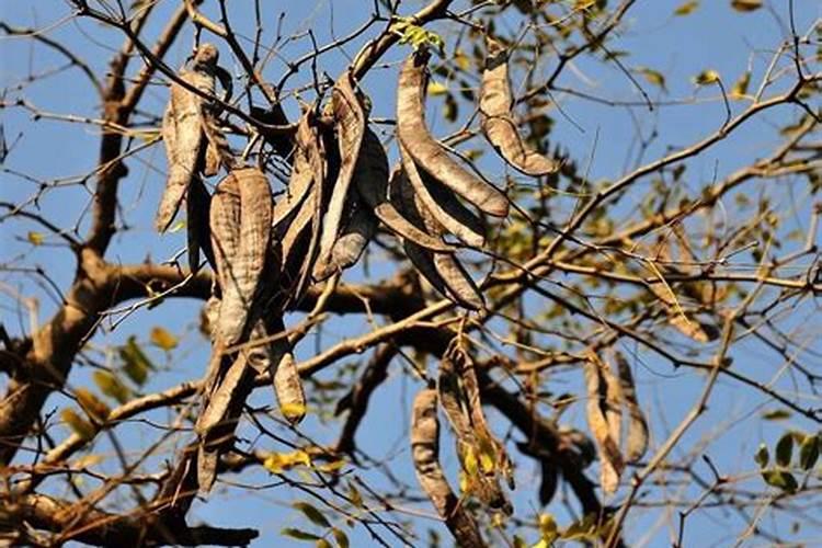 皂角树的种植方法