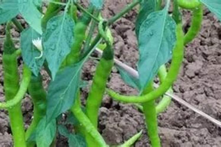 辣椒用什么肥料好