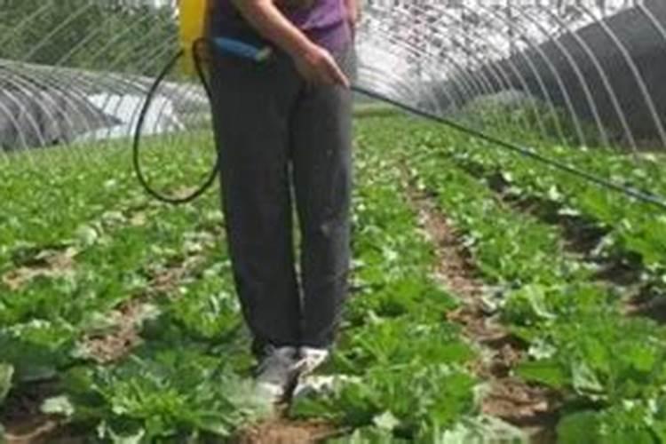 乙草胺的作用机理