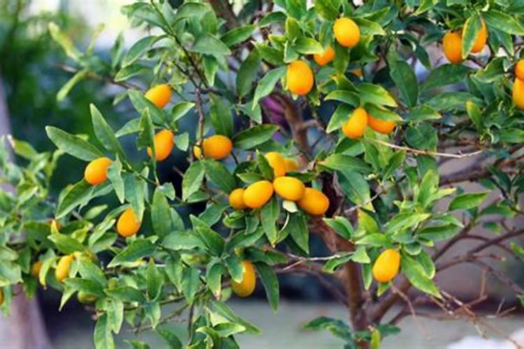 金桔幼苗用什么复合肥