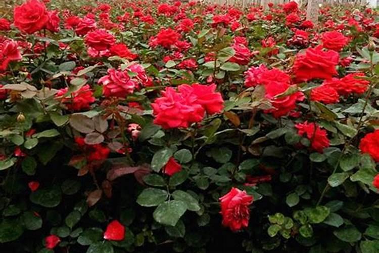 宜宾柏溪好吃的