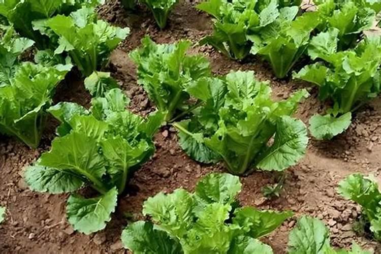 白菜叶面肥的使用方法 每隔7～10天浇一次