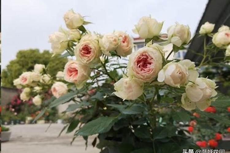 什么是氮肥